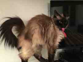 chatouille max width270px